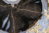 Petrified Wood (Schinoxylon) Round - Blue Forest, Wyoming #362438-1